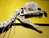 Cráneo de Dilophosaurus