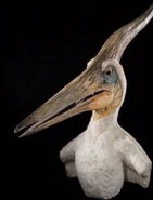 Cutfemalepteranodon.png (130 kB)