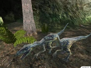 Jurassic 6.jpg (109 kio) Deux Raptors mâles