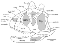 Carnotaurus skull diagram