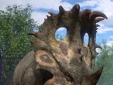 Maria (Sinoceratops)