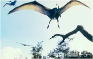 Pteranodon flying.jpg (18 kB)