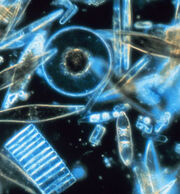 Diatoms in amber