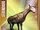 Urtinotherium