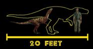 The actual size of Herrerasaurus