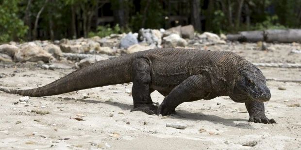 Dragon De Komodo Jurassic Park Wiki Fandom Dragon De Komodo Jurassic Park Wiki Fandom