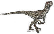 Raptor (6)