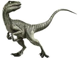 Velociraptor-info-graphic