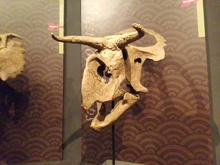 ナストケラトプス頭骨