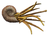 Ammonite