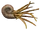 Ammonite