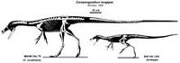 Compsognathus holotipo