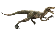 Velociraptor-detail-header.png (391 kio)