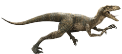 Not only is Echo's scar reminiscent of the raptor leader in Jurassic Park:  The Game, but they also appear to have similar upside down fork patterns. :  r/JurassicPark