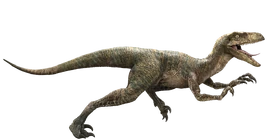 Velociraptor-detail-header