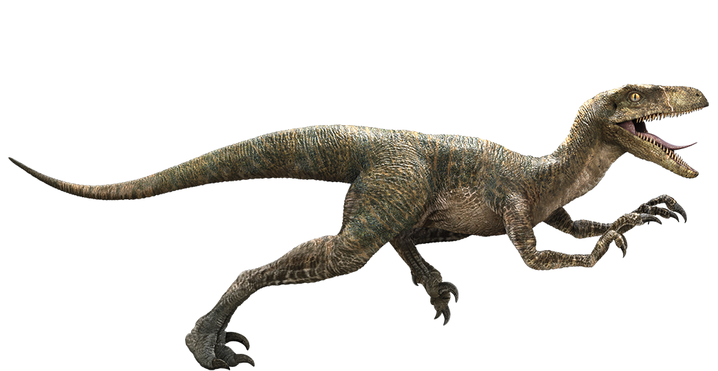 Velociraptor Wikia Jurassic Park Fandom 