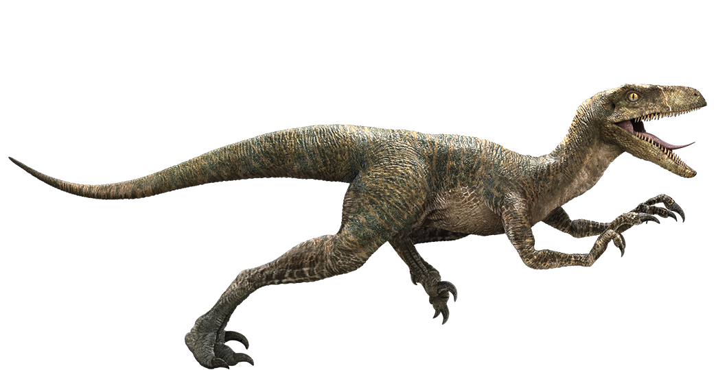 Velociraptor Wikia Jurassic Park Fandom 2164