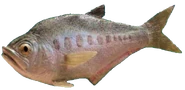 Diplomystus model.png (169 kB)
