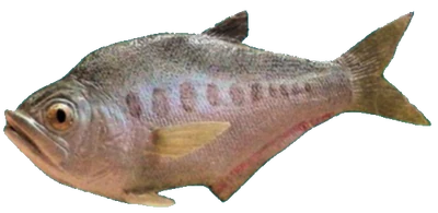 Diplomystus model