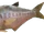 Diplomystus