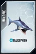 Helicoprion.jpg (13 kB)