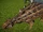 Euoplocephalus/JW: E