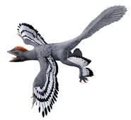 Reconstruction anchiornis.jpg (72 KB)