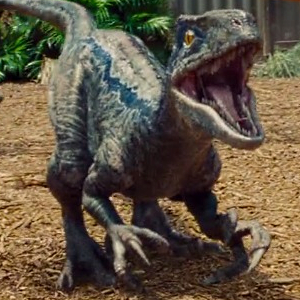 velociraptor raptor raptoren raptors jurrassic dinossauros heien dinosaurios indominus dinossauro wolrd franquia comear