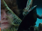Chameleon