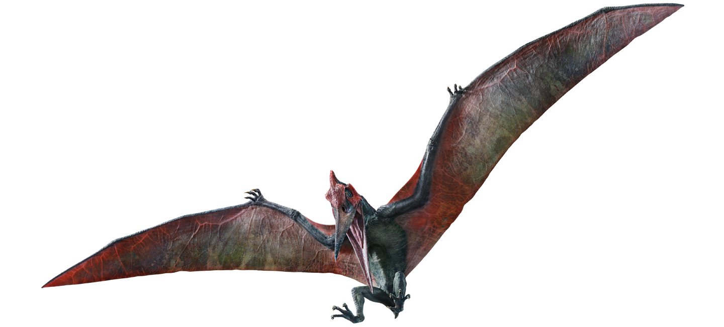 Pteranodonte e pterodáctilo são só nomes diferentes para o mesmo