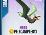 Pelecanipteryx