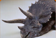 JPI Triceratops 3