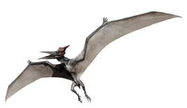 Pteranodon