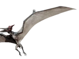 Pteranodon