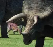 Triceratops