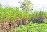 Pasto elefante (Pennisetum purpureum)