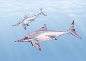 Ichthyosaur