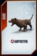 Amphicyon card