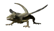 JWA PressKit Coelurosauravus.png