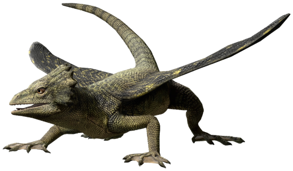 Coelurosauravus - Wikipedia