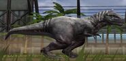 Base level Rajasaurus