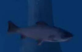 Salmon jurassic world