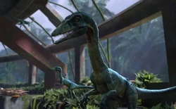 Compsognathus Jurassic Park Wiki Fandom
