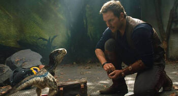 Jurassic World gefallendes Königreich Velociraptor Blue Owen Grady