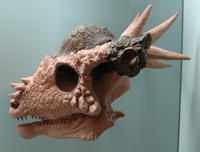 Stygimoloch Skull