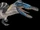 Aerospinosaurus