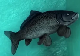 Carpfish jurassic Park