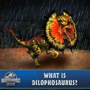 Dilophosaurus Venenifer (259)