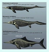 Ichthyosaurchart.png (201 KB) The icthyosaur chart seen in the facility, Opthalmosaurus is the ichthyosaur seen on the bottom.