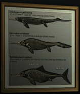 The icthyosaur chart seen in the facility, Chaohunosaurus is the ichthyosaur seen on the top.